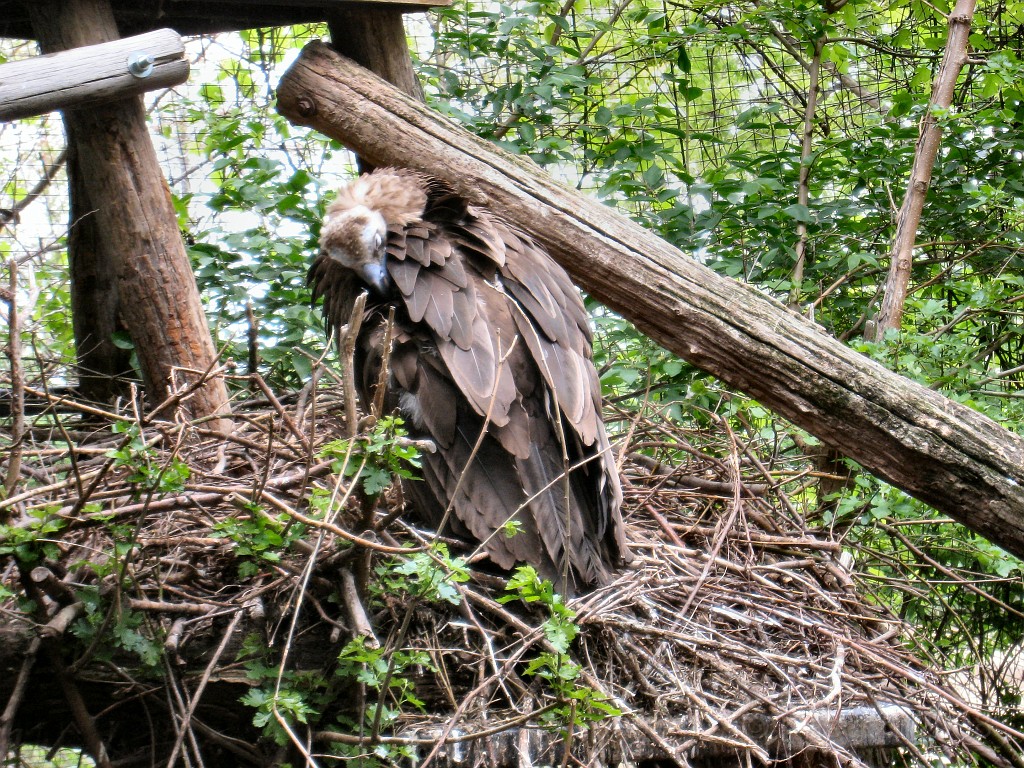 Dart Frog Dash 08 0591.jpg - The Toledo Ohio Zoo held the 2008 Dart Frog Dash 5K race on May 17, 2008. The weather was great, the race went fine, and the animals were fun to see! The highlight was the nursing Polar Bear Cubs - two 330 pound "babies" tugging on mama.